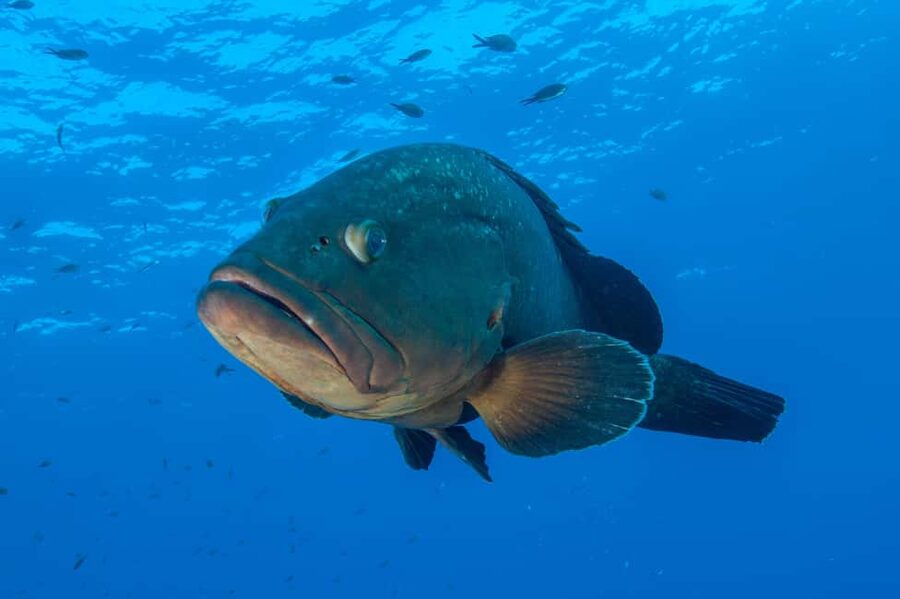 Marina di Campo: Try diving on the island of Elba - Who will get the most from this activity