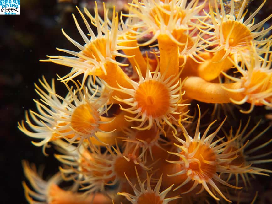 Marina di Campo: Try diving on the island of Elba - Planning around the Monday afternoon schedule