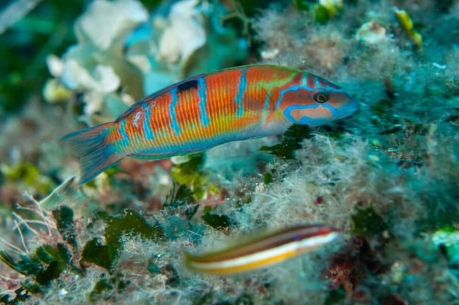 Marina di Campo: Try diving on the island of Elba - The 30-minute lesson that prepares you