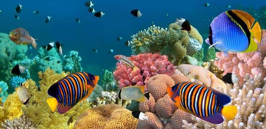 Marmaris: Scuba Diving with a Qualified Instructor - The boat day between the two sessions