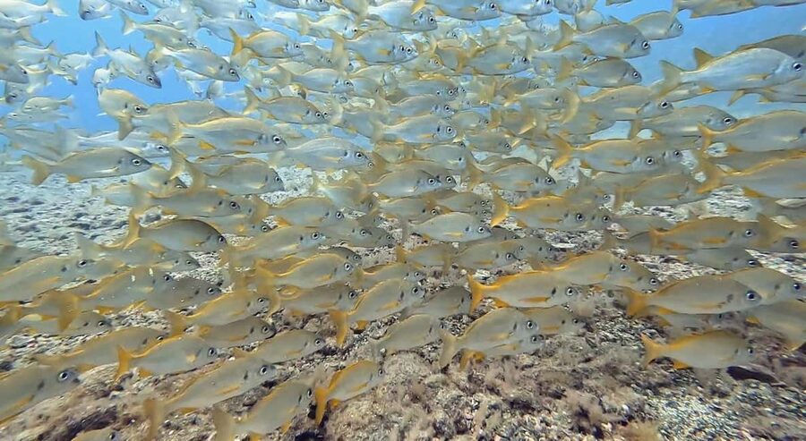 Maspalomas: Discover Scuba Diving with Pickup - What happens at Arinaga