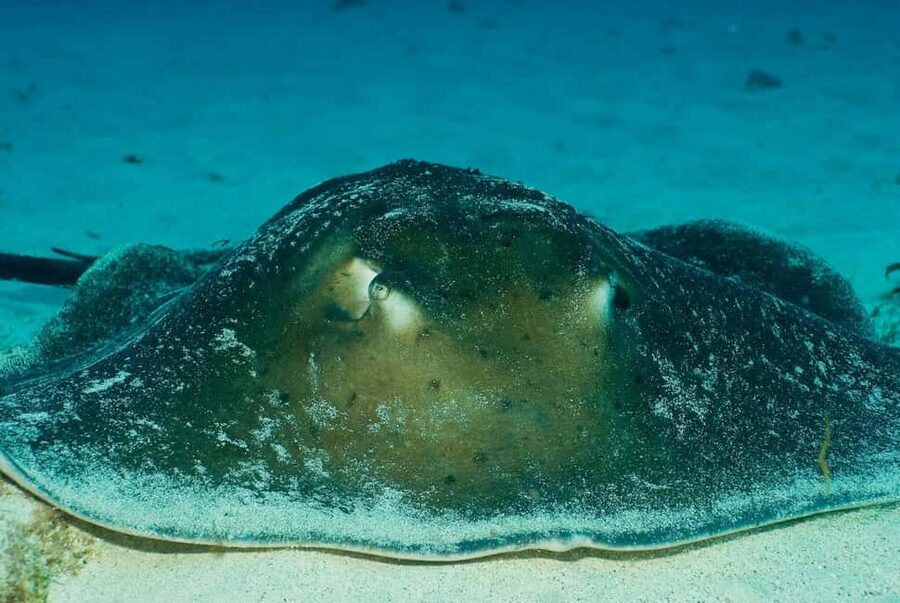 Maspalomas: Discover Scuba Diving with Pickup - My take on the underwater session