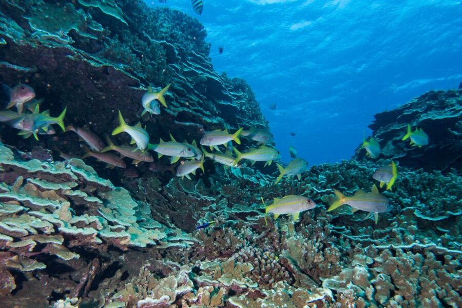 Maui: Beginner Discovery Scuba Dive Excursion from Lahaina - Is Maui’s beginner scuba session worth booking?