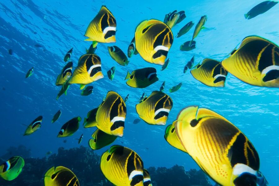 Maui: Beginner Discovery Scuba Dive Excursion from Lahaina - The online lesson comes before the beach