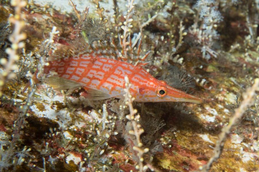 Maui: Beginner Discovery Scuba Dive Excursion from Lahaina - Entering Maui’s shallow coastal water