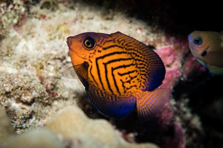 Maui: Beginner Discovery Scuba Dive Excursion from Lahaina - Coral, fish, rays, and possible turtles