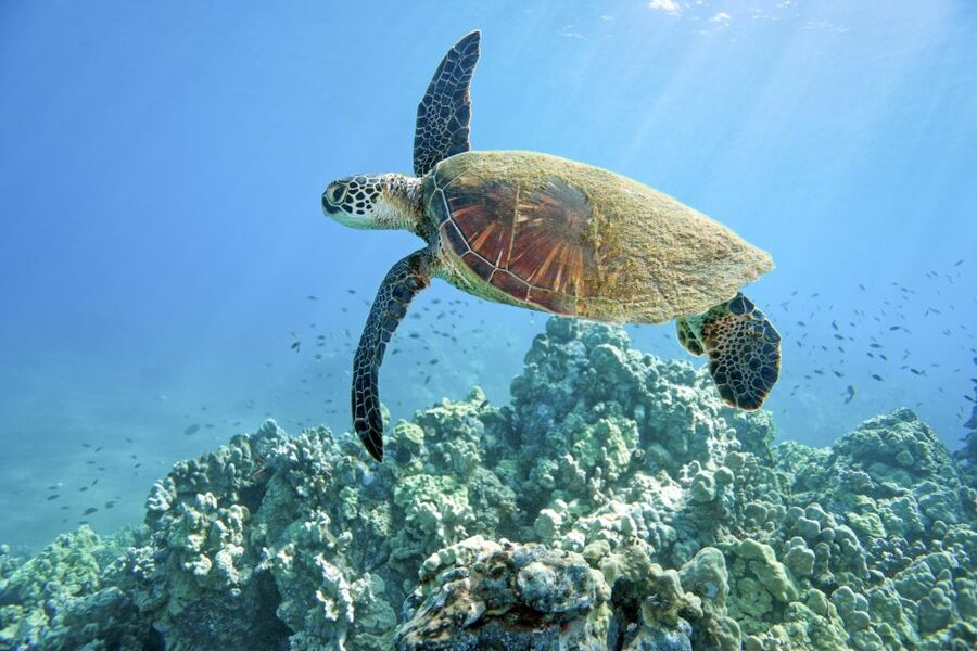 Maui: Beginner Discovery Scuba Dive Excursion from Lahaina - Why the four-person limit matters