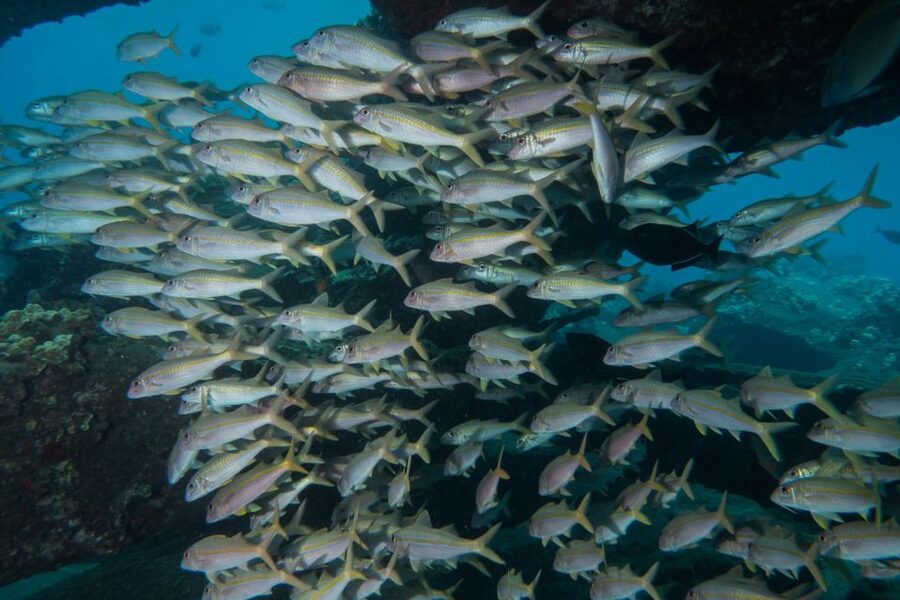 Maui: Beginner Discovery Scuba Dive Excursion from Lahaina - The $238 price and what it covers