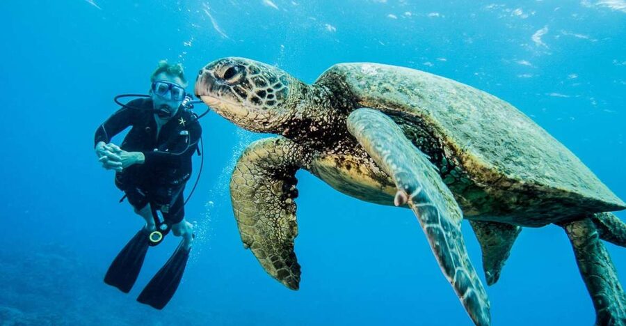 Maui: Beginner Discovery Scuba Dive Excursion from Lahaina - Shore instruction makes the first underwater moments easier