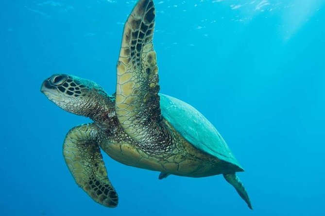 Maui Certified Shore Diving from Lahaina - Key points to know before you book