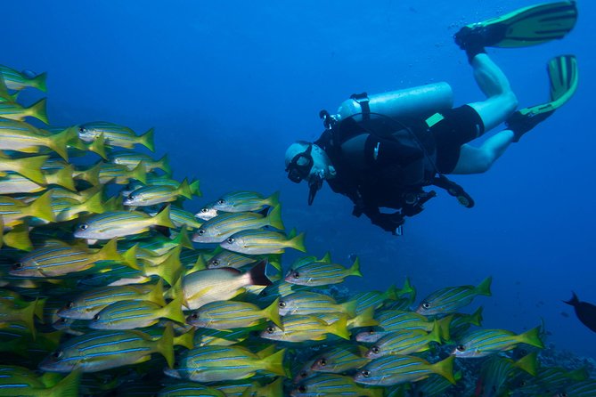 Maui Certified Shore Diving from Lahaina - What this Maui scuba outing is really like