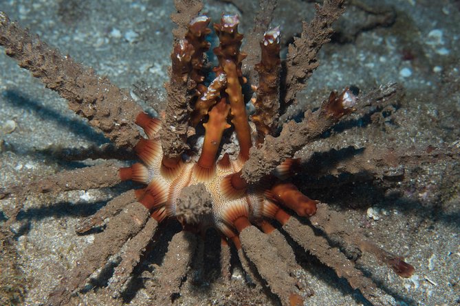 Maui Certified Shore Diving from Lahaina - Fish identification with Gabi and the other guides