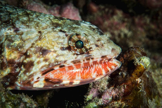 Maui Certified Shore Diving from Lahaina - Who will get the most from this experience?