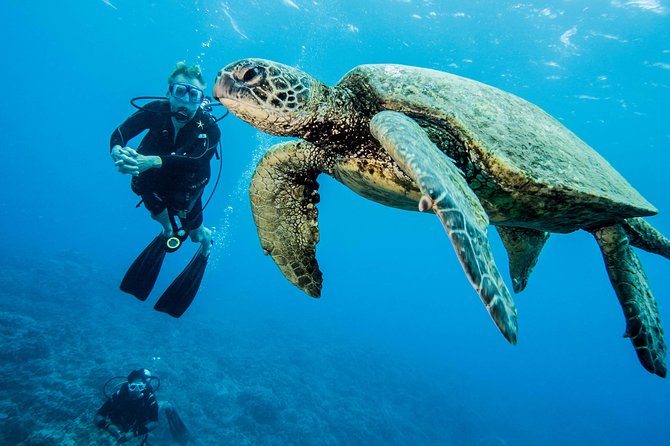 Maui Certified Shore Diving from Lahaina - Why the shallow reef matters
