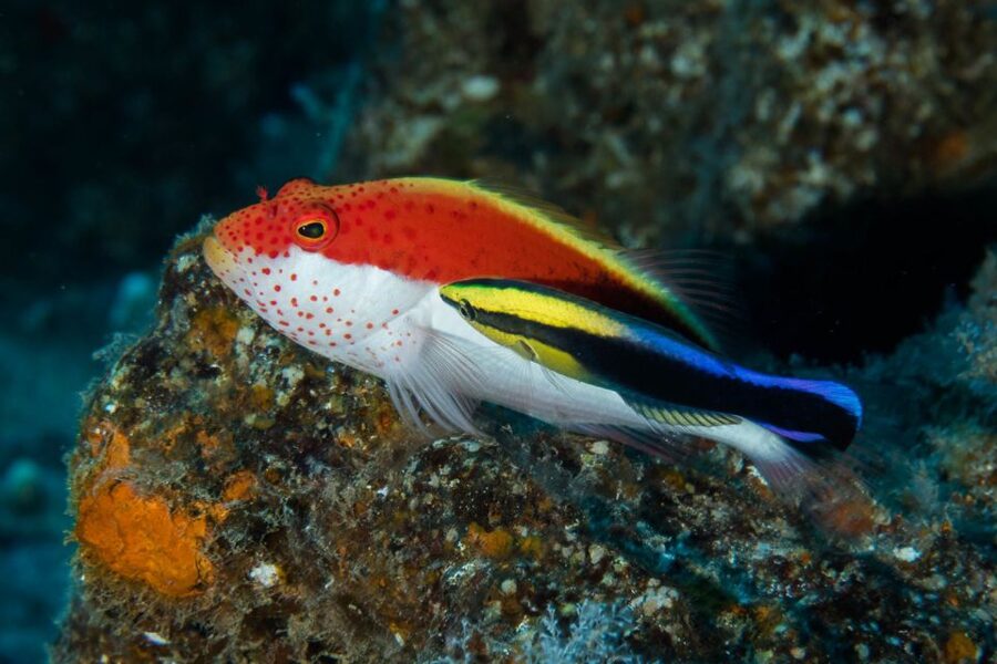 Maui: Eco-Friendly Conservation Scuba Dive Certified Divers - Should you book this conservation scuba session?