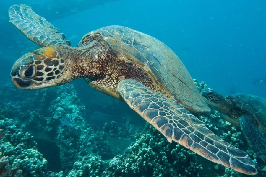 Maui: Eco-Friendly Conservation Scuba Dive Certified Divers - Small groups make the instruction personal