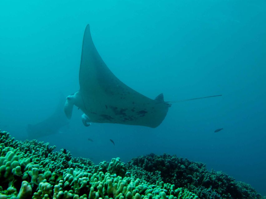 Maui: Eco-Friendly Conservation Scuba Dive Certified Divers - From the shop to the Lahaina reef