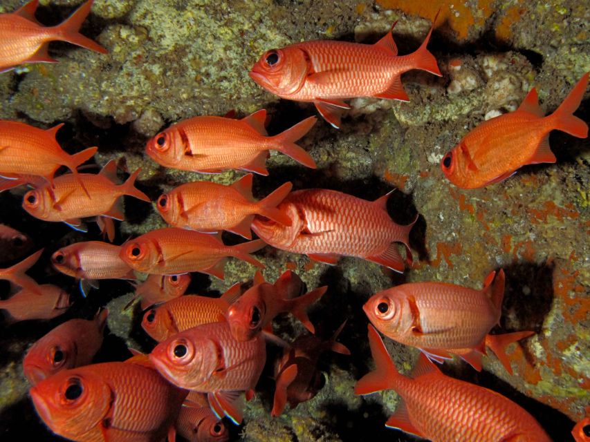 Maui: Eco-Friendly Conservation Scuba Dive Certified Divers - What you may see beneath the surface