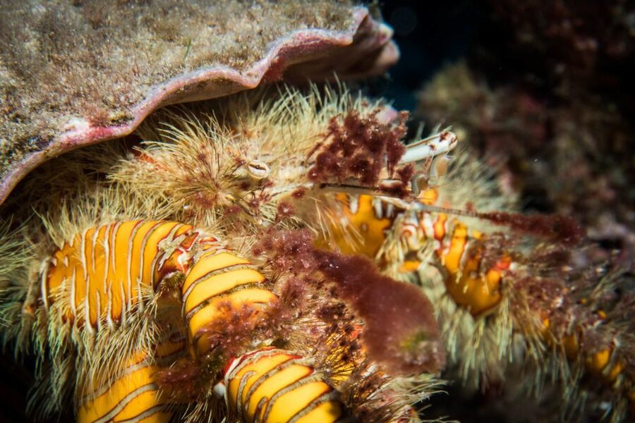 Maui: Eco-Friendly Conservation Scuba Dive Certified Divers - Becoming a citizen scientist