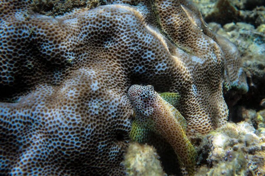 Maui: Eco-Friendly Conservation Scuba Dive Certified Divers - Is $199 a fair price?