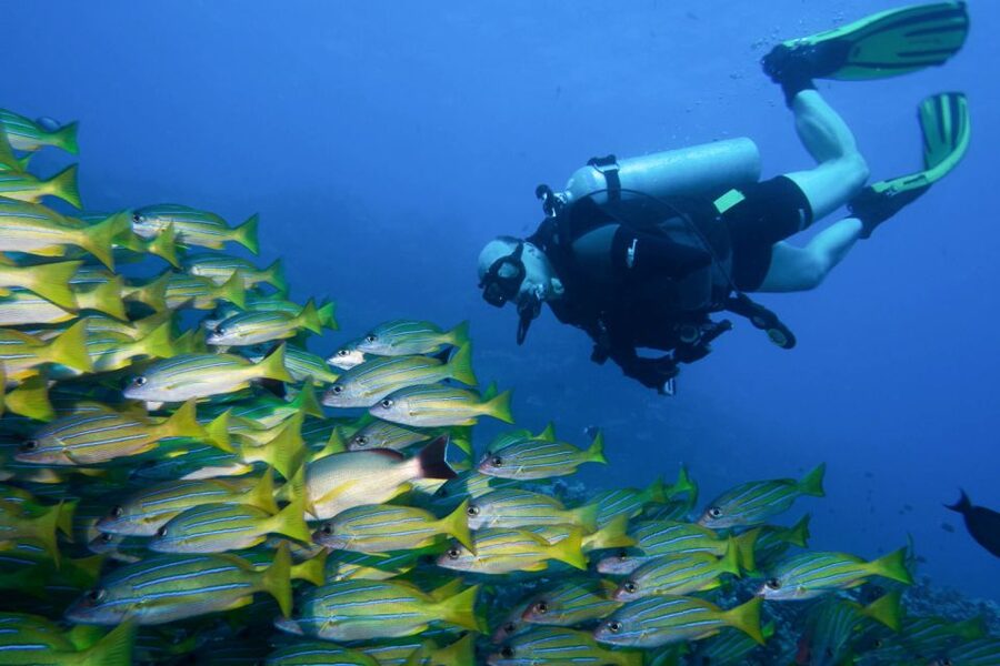 Maui: Eco-Friendly Conservation Scuba Dive Certified Divers - Who will enjoy this most?