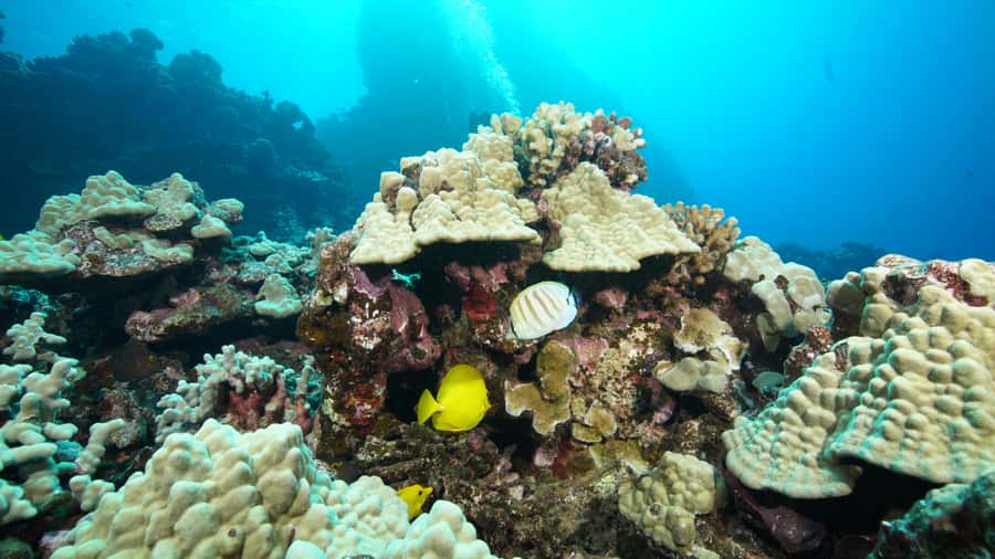 Maui: Intro to Scuba Diving from Shore - Lahaina - Your first breath underwater in Lahaina