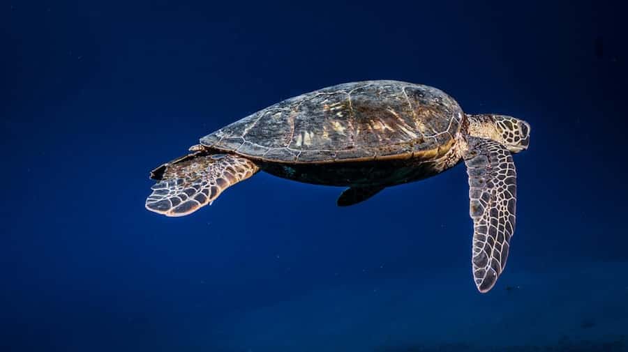 Maui: Intro to Scuba Diving from Shore - Lahaina - Practicing the skills that calm beginners