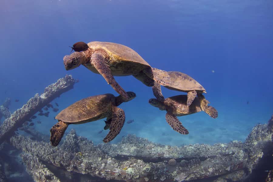Maui: Intro to Scuba Diving from Shore - Lahaina - Practical timing and cancellation advice
