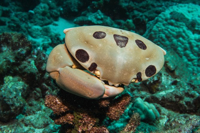 Maui Scuba Diving Introductory Lesson from Lahaina - What each possible location offers