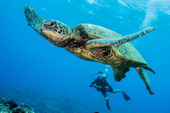 Maui Scuba Diving Introductory Lesson from Lahaina - The reef and marine life