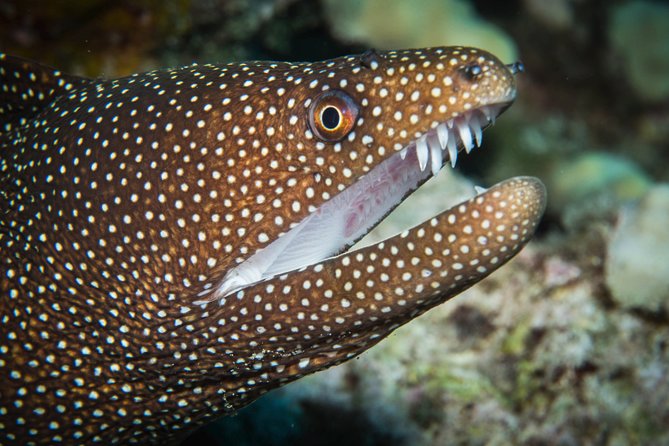 Maui Scuba Diving Introductory Lesson from Lahaina - Who should book this experience