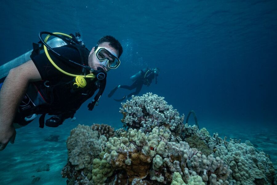 Maui: Small Group Shark & Turtle Scuba Dive from Shore - Key points to know before you book