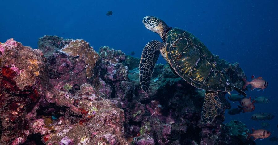 Maui: Small Group Shark & Turtle Scuba Dive from Shore - Why Mala Wharf makes a memorable shore-based outing