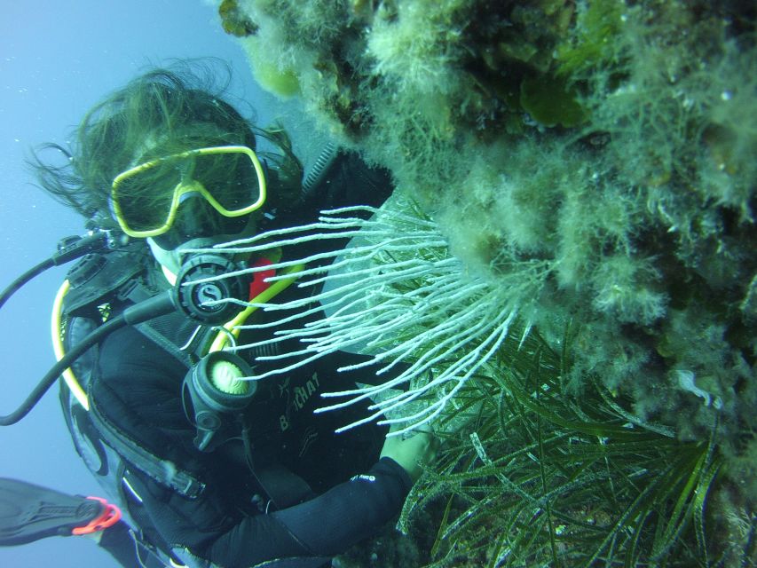 Menorca: Baptism Scuba Diving in Marine Reserve - Who will enjoy this most