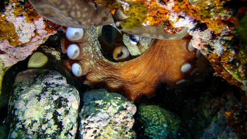 Menorca: Cala Galdana Try Scuba Diving for Beginners - The Briefing Before You Enter the Water