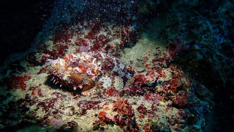 Menorca: Cala Galdana Try Scuba Diving for Beginners - Health Rules and the Flight Warning