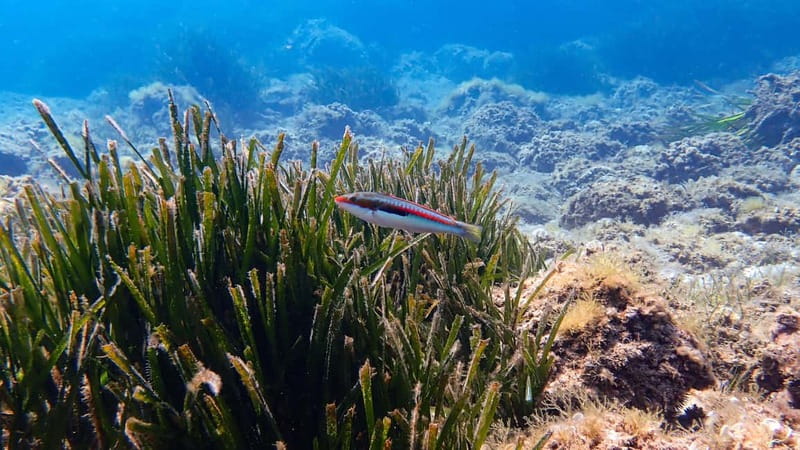 Menorca: Cala Galdana Try Scuba Diving for Beginners - From Blue Islands Diving to Cala Galdana
