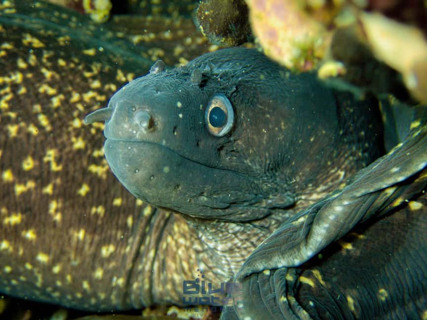 Menorca: Try scuba diving in Cala'n Bosch -BLUEWATER MENORCA - Flexible booking and practical cautions