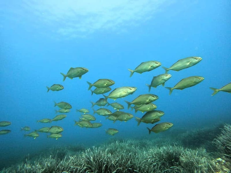 Menorca: Try scuba diving in Cala'n Bosch -BLUEWATER MENORCA - About an hour among fish, rays, and posidonia