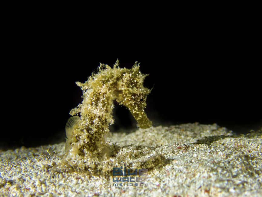 Menorca: Try scuba diving in Cala'n Bosch -BLUEWATER MENORCA - What the $91 price includes