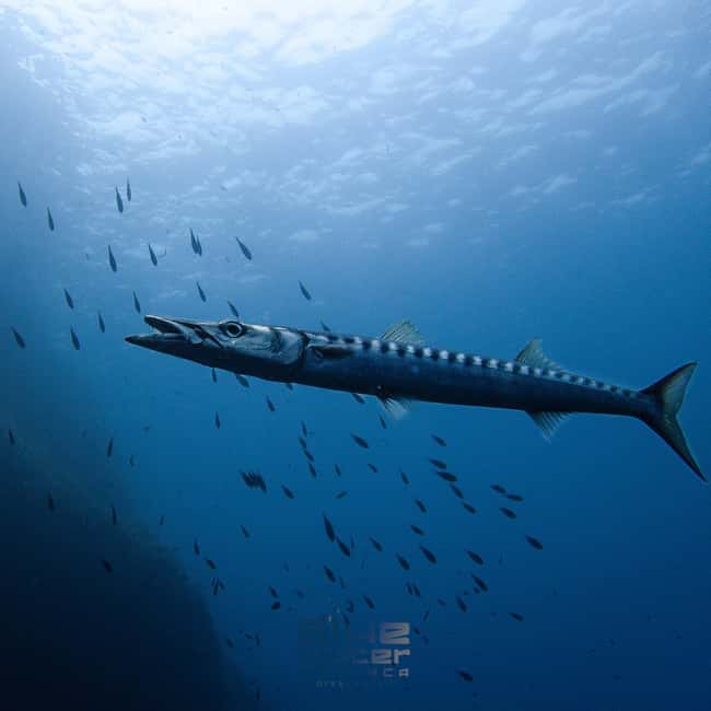 Menorca: Try scuba diving in Cala'n Bosch -BLUEWATER MENORCA - Environmental care without losing the fun