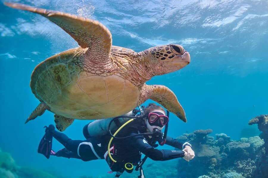 Miami Beach: Guided 2-Tank Reef and Wreck Dive Trip - The first one-hour session: a Miami wreck