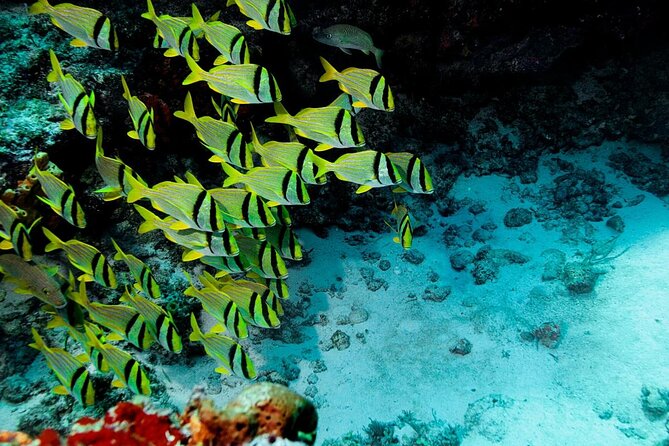 Mini-SUB Dive Tour from Cozumel - Key details before you book