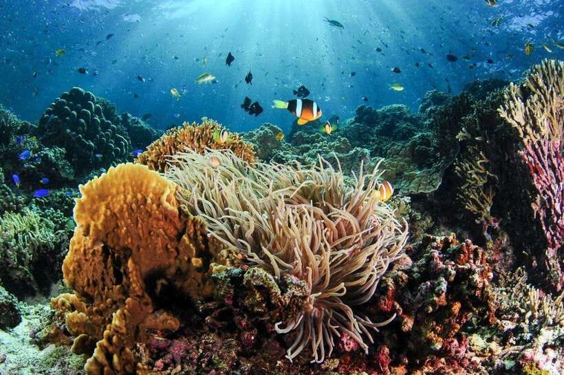 Moalboal: Scuba Diving and Pescador Island Hopping - Moalboal’s Sardine Run Is the Big Draw
