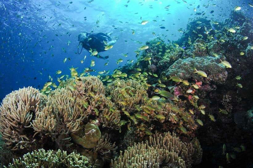 Moalboal: Scuba Diving and Pescador Island Hopping - The 30-Minute Boat Ride to Pescador Island