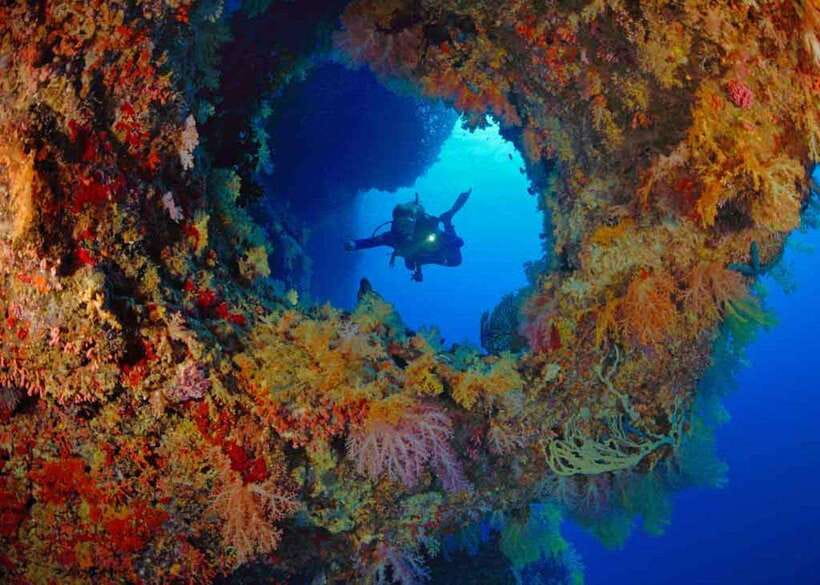 Moalboal: Scuba Diving and Pescador Island Hopping - The Marine Life You May See