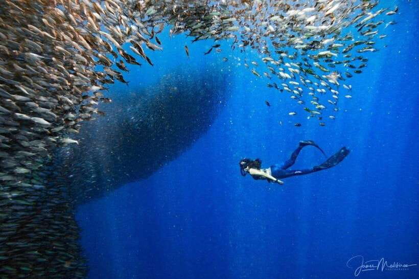 Moalboal: Scuba Diving and Pescador Island Hopping - Timing, Cancellation, and Planning Notes