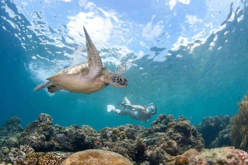 Moalboal: Scuba Diving and Pescador Island Hopping - What the Two Underwater Sessions Feel Like