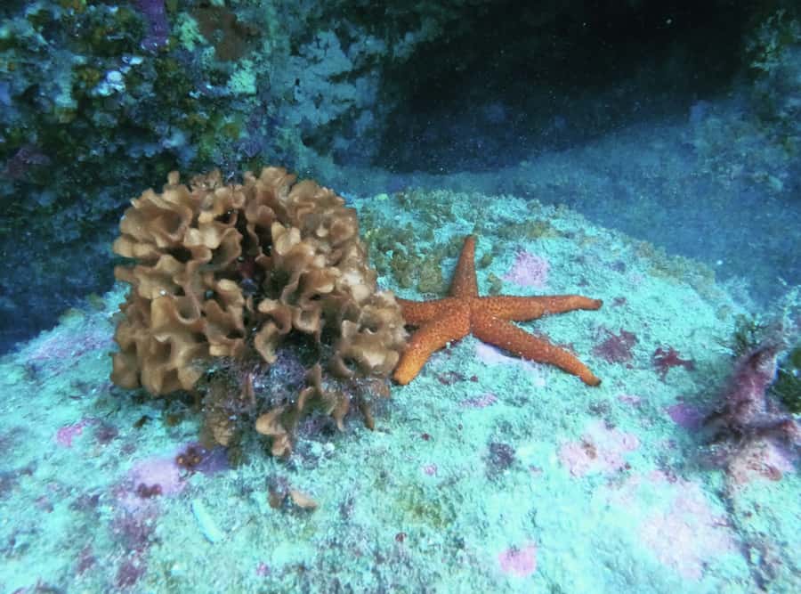 Morocco: PADI Discover Scuba Diving Dive - What the two to three hours actually involve