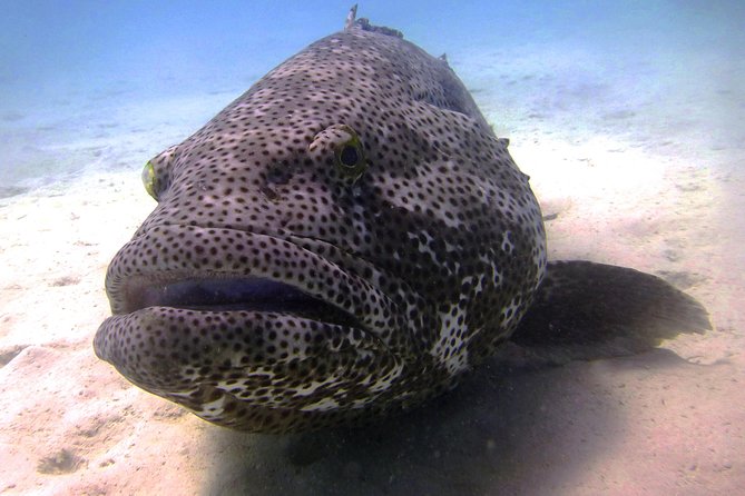 Muiron Island Diving Tour - Key points at a glance